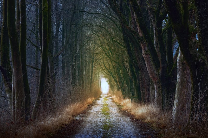Enchanted Forest