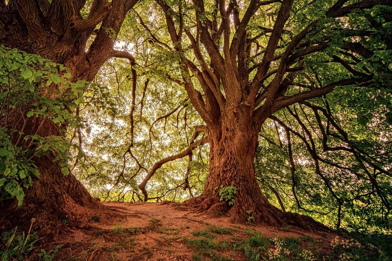 Mystical Woods